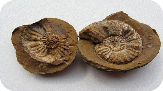 Evolución de los modelos mentales sobre fosilización tras el proceso de enseñanza-aprendizaje