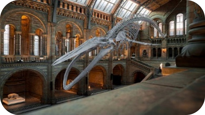 Museos virtuales iberoamericanos en español como contextos de enseñanza y aprendizaje de las ciencias naturales