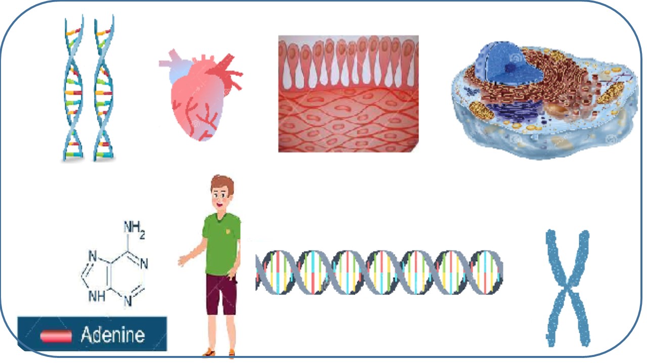 Logros en la comprensión de temas de genética utilizando representaciones externas