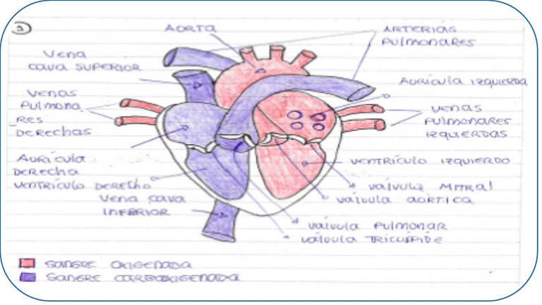 Modelo didáctico analógico como mediador de enseñanza y aprendizaje universitario del Sistema Cardiovascular