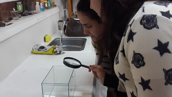 El material natural en la Biología escolar. Consideraciones éticas y didácticas sobre las actividades prácticas de laboratorio.