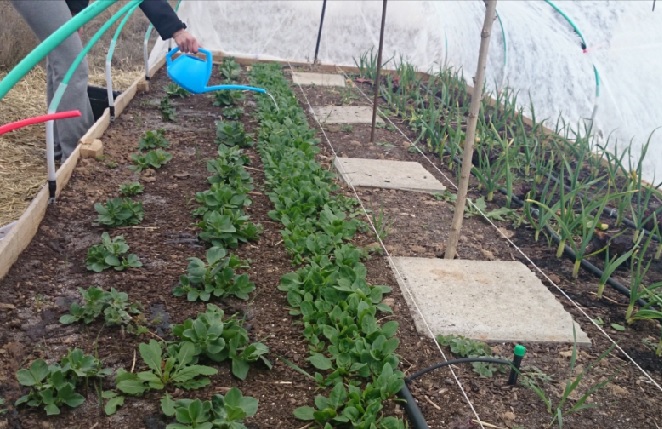 Huertos EcoDidácticos y Educación para la Sostenibilidad. Experiencias educativas para el desarrollo de competencias del profesorado en formación inicial