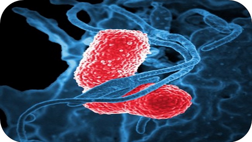 Influencia de la ayuda del profesorado en la construcción del modelo de sistema inmunológico y su aplicación en las tomas de decisión