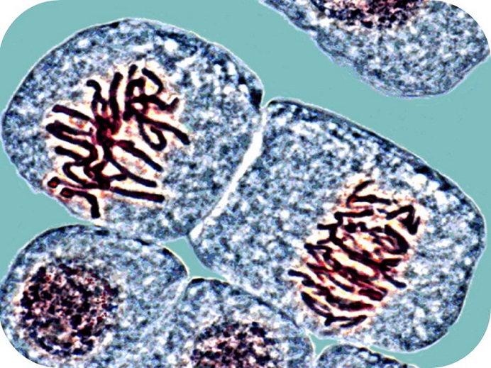 Estrategia tecno-didáctica para la solución de problemas de genética en estudiantes de educación a distancia