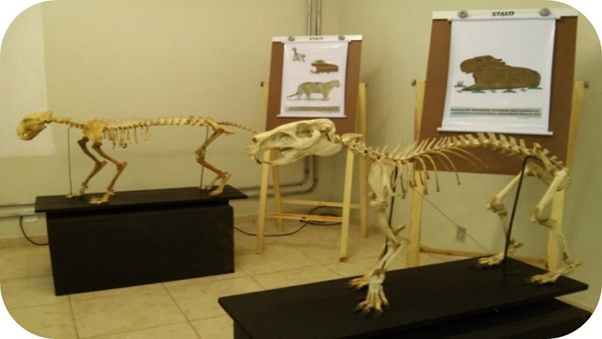 Caracterización cuantitativa y cualitativa de evidencias de aprendizaje por parte de público escolar en la Exposición Itinerante «Animales de la Amazonía: Conocer para preservar»