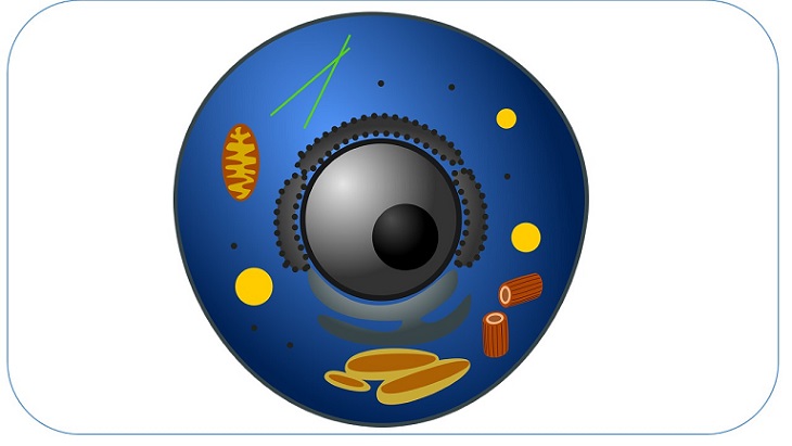 Análisis de las relaciones emociones-aprendizaje de maestros en formación inicial con una práctica activa de Biología