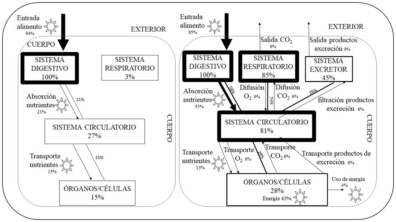 Avanzando en la construcción del modelo de nutrición a través de la contextualización en el fenómeno
