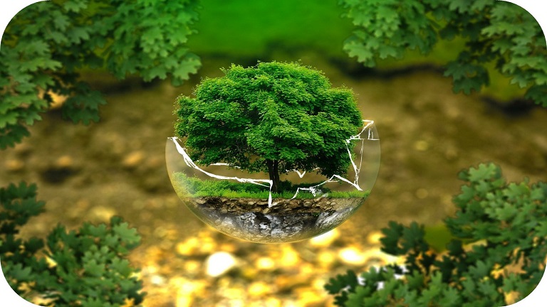 Regeneración forestal tras un incendio: complejidad y protocolos en una aproximación STEM transversal