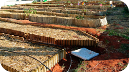 El Huerto Escolar como recurso para iniciar la Alfabetización Ambiental en Educación Infantil