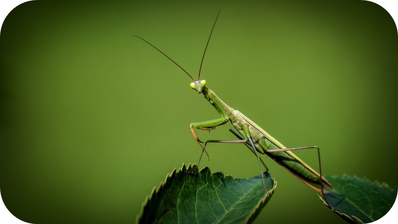 Una propuesta didáctica para la enseñanza-aprendizaje de insectos, plantas y el problema de la pérdida de polinizadores