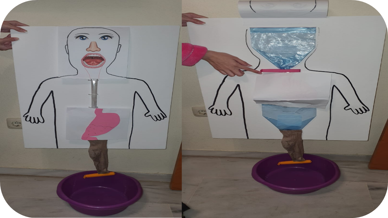 Iniciación a las prácticas científicas en Educación Infantil: aprendiendo sobre el sistema digestivo por indagación basada en modelos