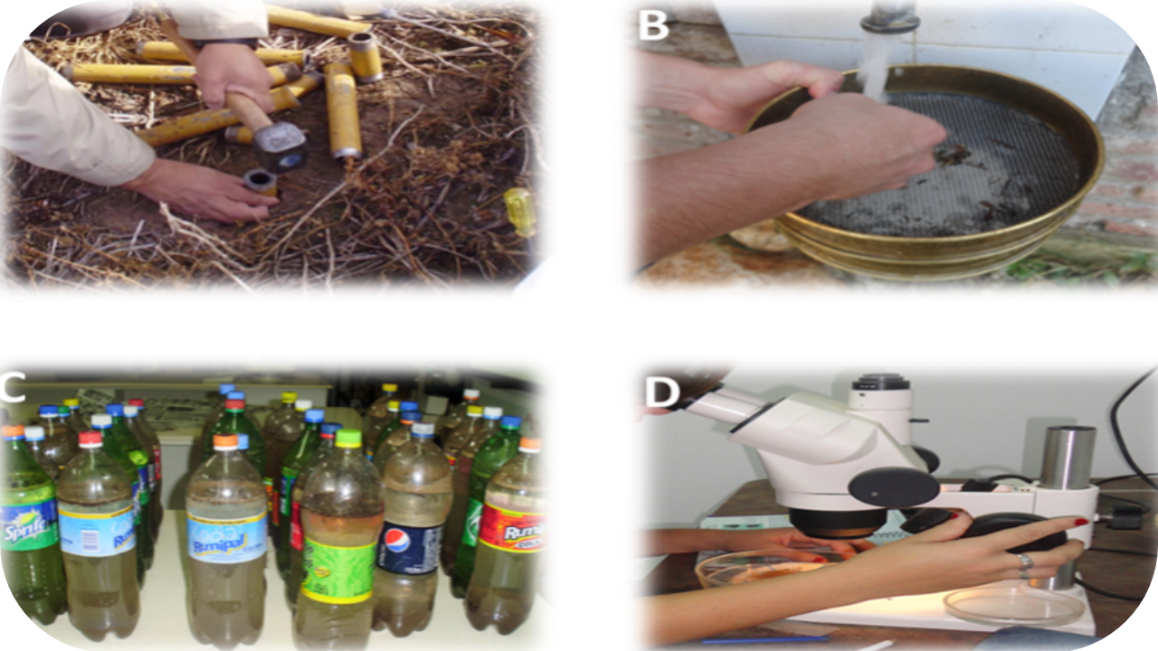 El banco de semillas del suelo. Una metodología experimental sencilla, reproducible y de bajo costo para aprender sobre la biología de las malezas
