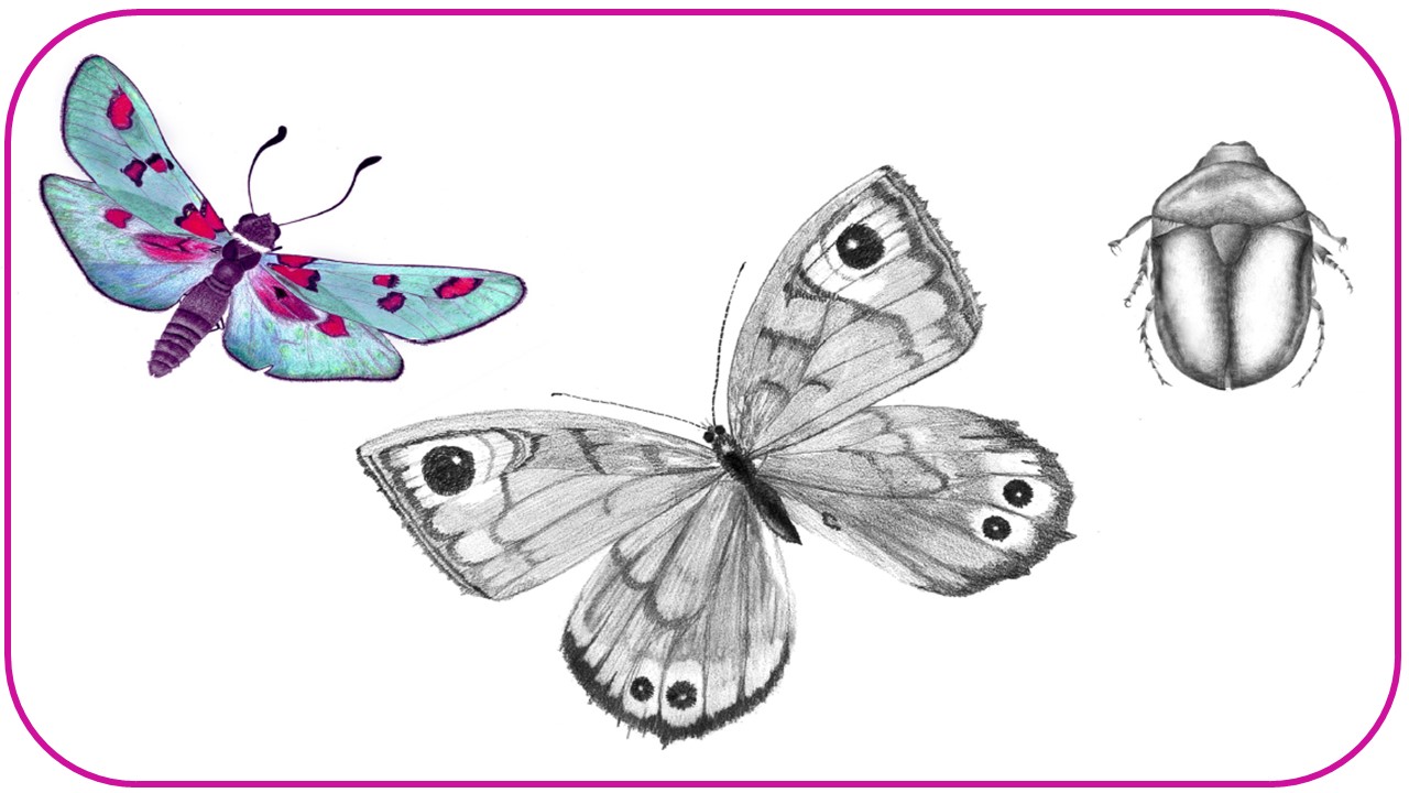 Estudiando los polinizadores en el contexto del huerto ecodidáctico universitario: presentación de una SEA