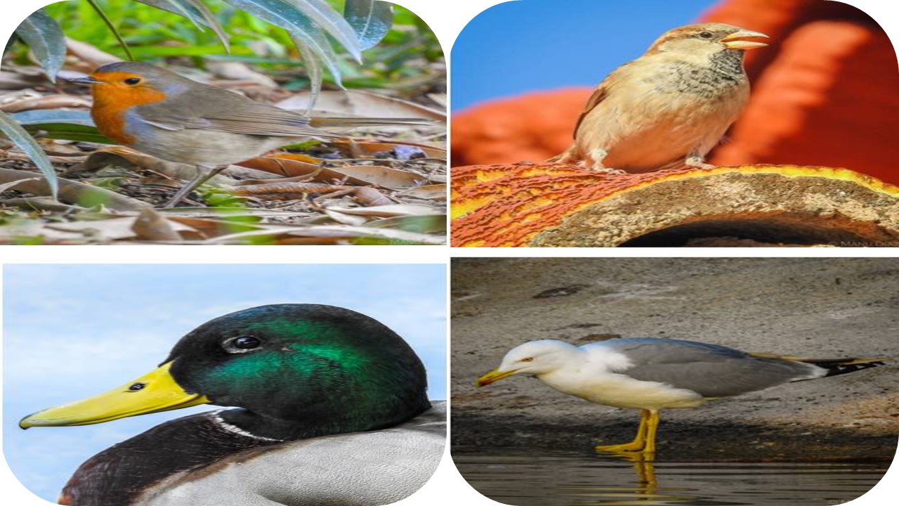 Identificación de especies de vertebrados en la formación inicial del profesorado