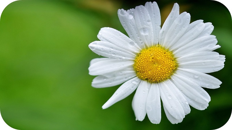 Más allá de la sostenibilidad: por una Educación Ambiental que incremente la resiliencia de la población ante el decrecimiento