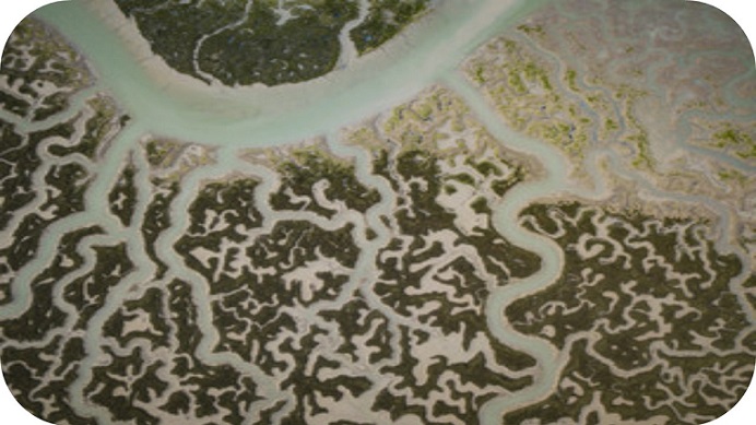 Publicar en Educación Ambiental y Educación para la Sostenibilidad, ¿dónde?