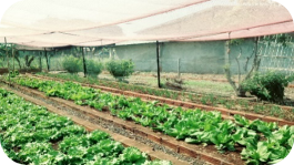 Educación para una alimentación saludable: experiencias con huertos escolares en educación básica