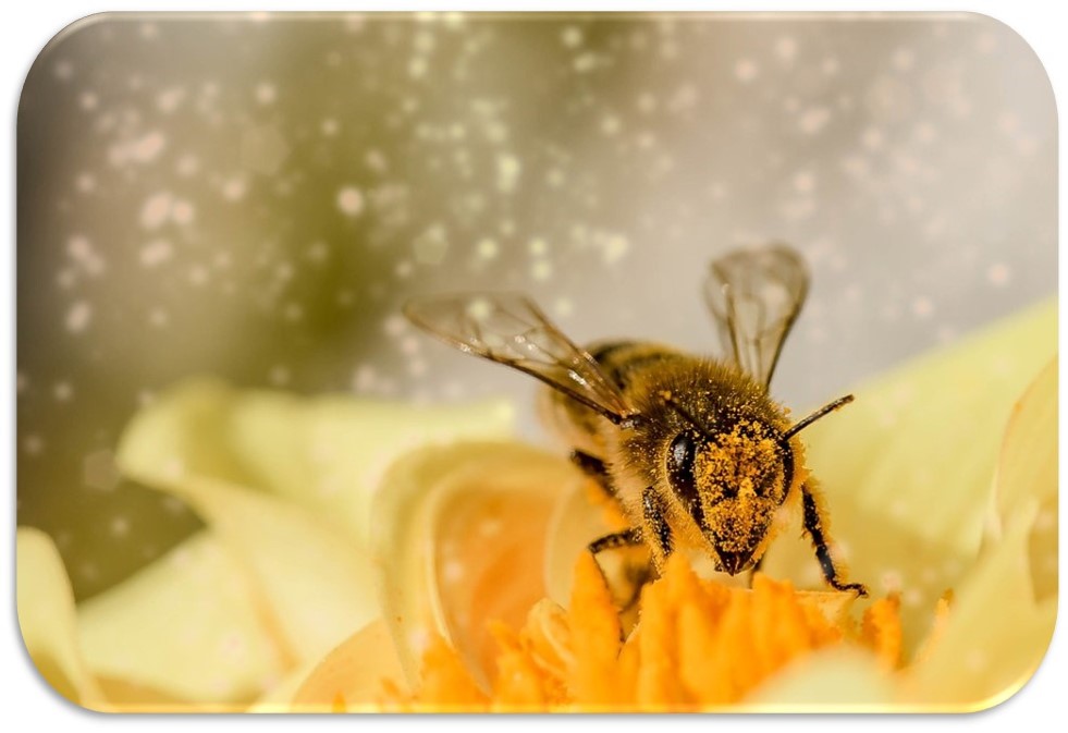 Sembrando para quienes nos sucederán: resignificación de “lo rural” a través del arte y la cultura en un contexto de crisis ecosocial (R-Rural)